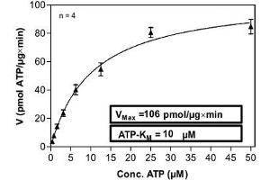PKC iota Protein (AA 1-587) (His-GST)