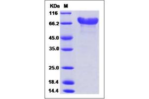 Image no. 1 for CD320 Molecule (CD320) (AA 1-208) protein (Fc Tag) (ABIN2215273)