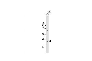 Image no. 1 for anti-High Mobility Group Box 3 (HMGB3) (AA 50-79) antibody (ABIN5536253)
