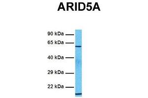 Image no. 3 for anti-AT Rich Interactive Domain 5A (MRF1-Like) (ARID5A) (C-Term) antibody (ABIN2784381)