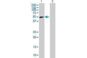 Western Blot analysis of RNF146 expression in transfected 293T cell line by RNF146 MaxPab polyclonal antibody.