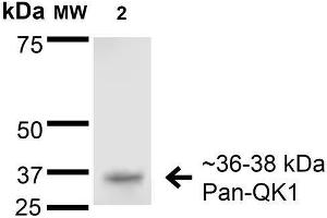 Image no. 2 for anti-Protein Quaking (QKI) (AA 1-341) antibody (Alkaline Phosphatase (AP)) (ABIN1741386)