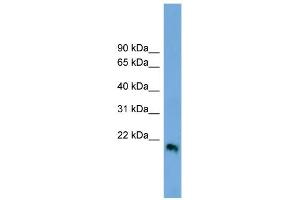 Image no. 2 for anti-Interferon, beta 1, Fibroblast (IFNB1) (Middle Region) antibody (ABIN2782159)