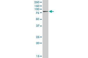 RDX MaxPab rabbit polyclonal antibody.