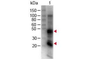 Western Blotting (WB) image for Goat anti-Rat IgG (Heavy & Light Chain) antibody (Biotin) - Preadsorbed (ABIN102119)