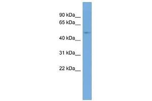 Image no. 1 for anti-tRNA Methyltransferase 6 Homolog (TRMT6) (Middle Region) antibody (ABIN928896)