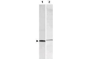 Western blot using  Affinity Purified anti-S-100 antibody shows detection of a band ~11 kDa corresponding to bovine S-100 monomer (100 ng loaded, arrowhead lane 1).