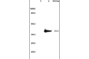 Image no. 1 for anti-Adenosine A2b Receptor (ADORA2B) (AA 145-178) antibody (ABIN759536)