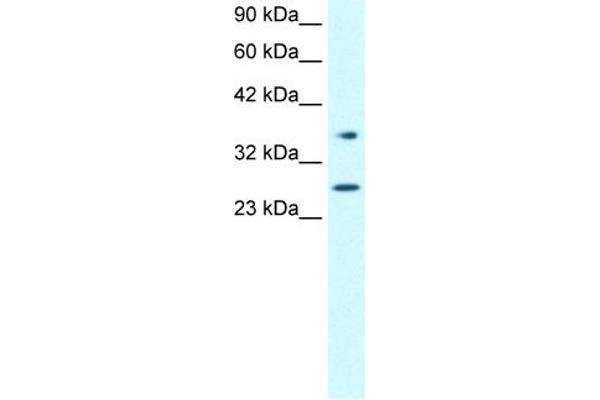 anti-Forkhead Box A3 (FOXA3) (Middle Region) antibody