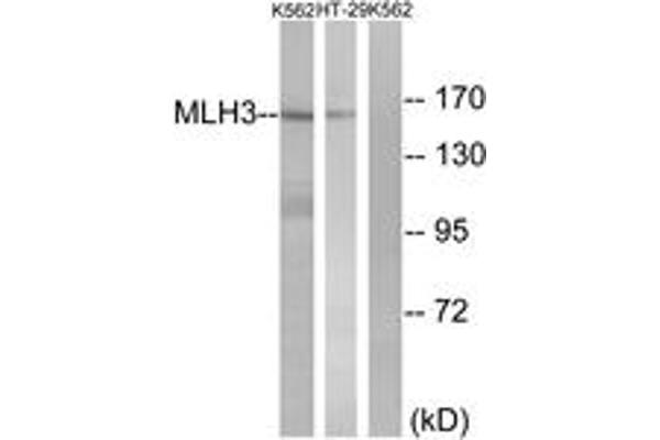 anti-MutL Homolog 3 (MLH3) (AA 521-570) antibody