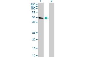 Western Blot analysis of ARID5A expression in transfected 293T cell line by ARID5A MaxPab polyclonal antibody.