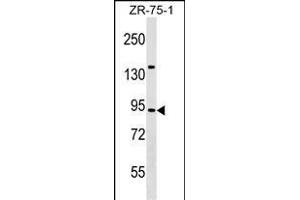 TRAF3IP1 Antibody (Center) (ABIN1538390 and ABIN2849385) western blot analysis in ZR-75-1 cell line lysates (35 μg/lane).