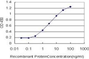 Image no. 1 for anti-A Kinase (PRKA) Anchor Protein (Yotiao) 9 (AKAP9) (AA 3812-3911) antibody (ABIN564389)