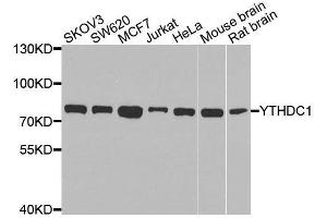 Image no. 1 for anti-YTH Domain Containing 1 (YTHDC1) antibody (ABIN6150339)