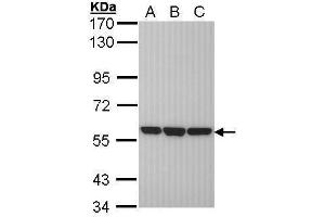 Image no. 3 for anti-Protein Disulfide Isomerase Family A, Member 3 (PDIA3) (C-Term) antibody (ABIN2854699)