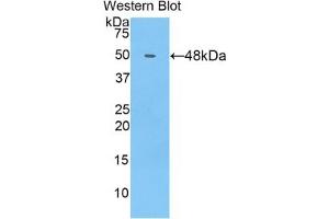 COL14A1 antibody  (AA 1280-1461)