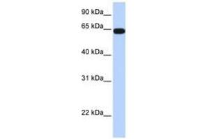 Image no. 1 for anti-Kelch-Like 36 (KLHL36) (AA 396-445) antibody (ABIN6740389)