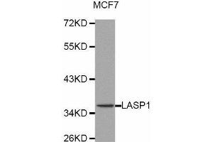 LASP1 抗体  (AA 130-205)