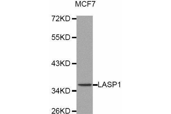 LASP1 antibody  (AA 130-205)