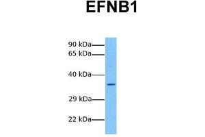 Image no. 2 for anti-Ephrin B1 (EFNB1) (Middle Region) antibody (ABIN2782636)