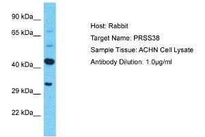 Host: Rabbit Target Name: PRSS38 Sample Type: ACHN Whole Cell lysates Antibody Dilution: 1.