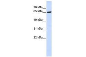 Image no. 1 for anti-ADAM Metallopeptidase Domain 9 (ADAM9) (AA 396-445) antibody (ABIN6740969)