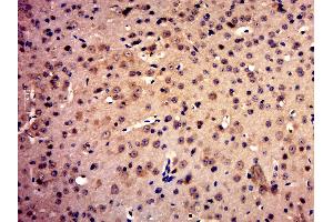 c-MET antibody  (AA 25-150)