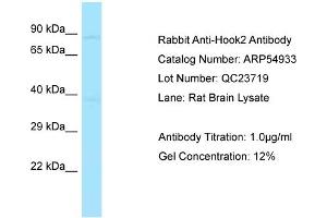 Image no. 1 for anti-Hook Homolog 2 (HOOK2) (Middle Region) antibody (ABIN2785960)