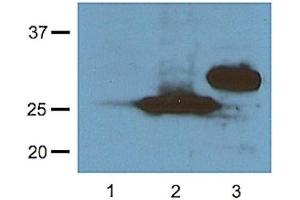 1:1000 (1 ug/ml) antibody dilution probed against HEK 293 cells transfected with RFP vector; unstransfected control (1), transfected with TurboRFP (2) and transfected with dsRed (3)