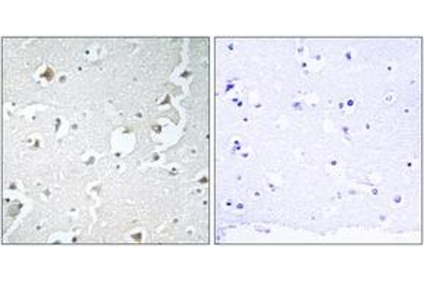MAPK8IP1 antibody  (AA 69-118)