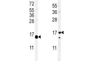 IL-4 anticorps  (AA 122-150)