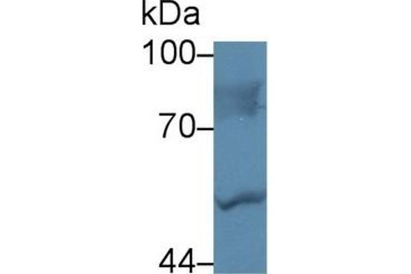 LBP antibody  (AA 224-468)