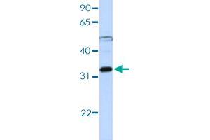 Image no. 2 for anti-Eukaryotic Translation Initiation Factor 3, Subunit G (EIF3G) antibody (ABIN5577163)
