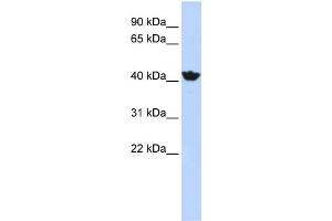 anti-Alcohol Dehydrogenase 4 (Class II), pi Polypeptide (ADH4) (Middle Region) antibody