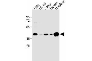 Image no. 3 for anti-Major Histocompatibility Complex, Class I, B (HLA-B) (AA 75-107), (N-Term) antibody (ABIN1944779)