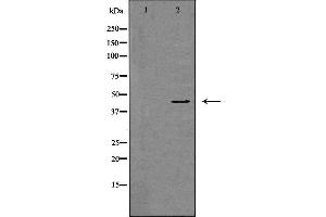 Image no. 2 for anti-Dynactin 2 (p50) (DCTN2) antibody (ABIN6261242)
