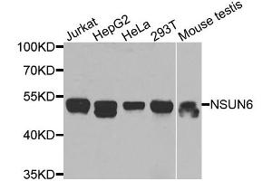 Image no. 1 for anti-NOP2/Sun Domain Family, Member 6 (NSUN6) antibody (ABIN6570990)