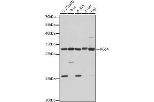 RGS4 antibody  (AA 1-100)
