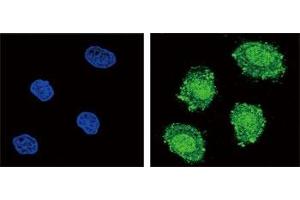 Image no. 8 for anti-Suppressor of Cytokine Signaling 1 (SOCS1) (AA 35-66) antibody (ABIN3029042)