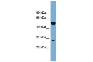 Image no. 1 for anti-Src-Like-Adaptor (SLA) (Middle Region) antibody (ABIN630654)