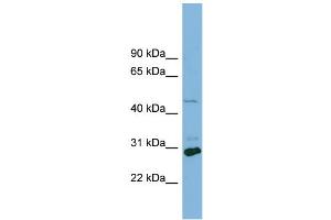 Image no. 1 for anti-Solute Carrier Family 16, Member 1 (Monocarboxylic Acid Transporter 1) (SLC16A1) (Middle Region) antibody (ABIN2781586)