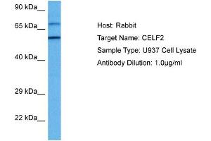 Image no. 1 for anti-CUGBP, Elav-Like Family Member 2 (CELF2) (N-Term) antibody (ABIN2778746)