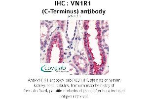 Image no. 1 for anti-Vomeronasal 1 Receptor 1 (VN1R1) (C-Term) antibody (ABIN1740735)