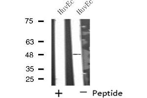 Image no. 1 for anti-Synaptotagmin XIII (SYT13) antibody (ABIN6257876)