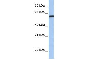 Image no. 4 for anti-Yes-Associated Protein 1 (YAP1) (C-Term) antibody (ABIN2784221)