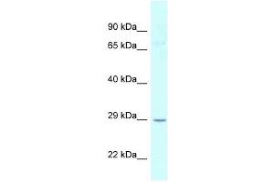 Image no. 1 for anti-Uridine-Cytidine Kinase 1 (UCK1) (N-Term) antibody (ABIN926798)