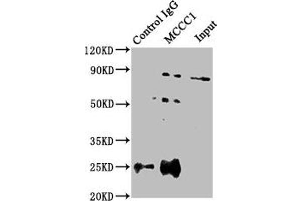 MCCC1 anticorps  (AA 526-725)