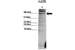 Image no. 1 for anti-K(lysine) Acetyltransferase 5 (KAT5) (C-Term) antibody (ABIN2780773)