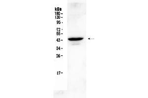 Image no. 1 for anti-Gap Junction Protein, gamma 1, 45kDa (GJC1) (AA 91-131), (N-Term) antibody (ABIN5518838)