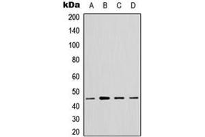 Image no. 2 for anti-GTP Binding Protein 5 (GTPBP5) (Center) antibody (ABIN2706289)